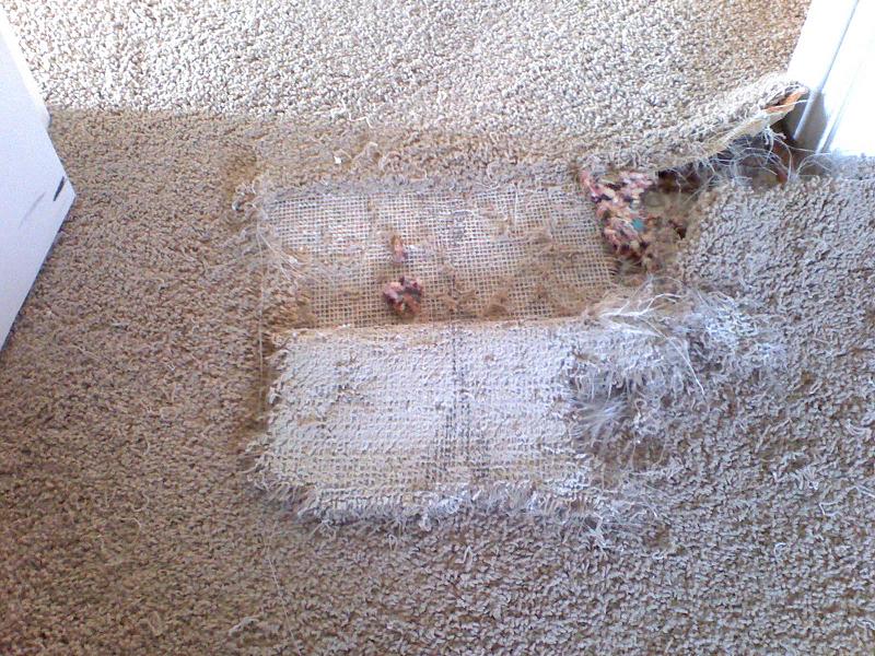 Pet Damage Carpet Repairs by Carpet Doctor  Carpet repair, Professional  carpet, Repair